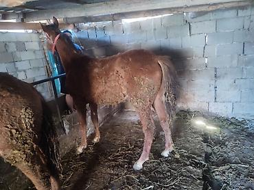 Лошади, кони: Продаю | Жеребенок — 3