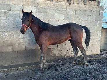 Лошади, кони: Продаю | Жеребец | Рабочий — 3