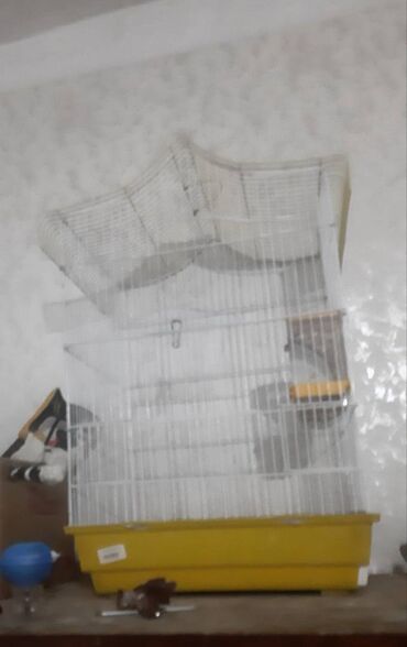 it yuvalarinin satisi: Tezedi 30 son qiymeti istiyen zeng vursun bakihanov icranin yani