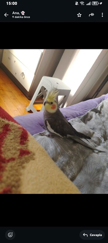 Tutuquşları: 9 aylıq korella təcili satılır 9 ayligdir erkekdir şu qabı yem qabı — 2