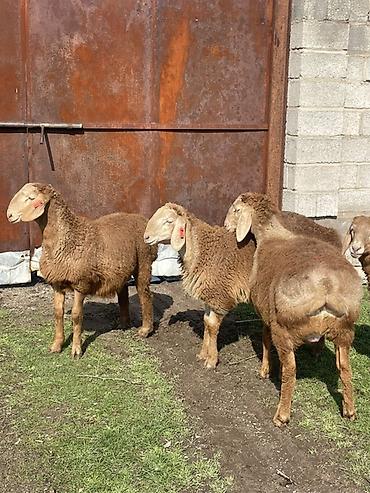 Баран, овца: Продаю | Овца (самка) | Для разведения | Матка — 13