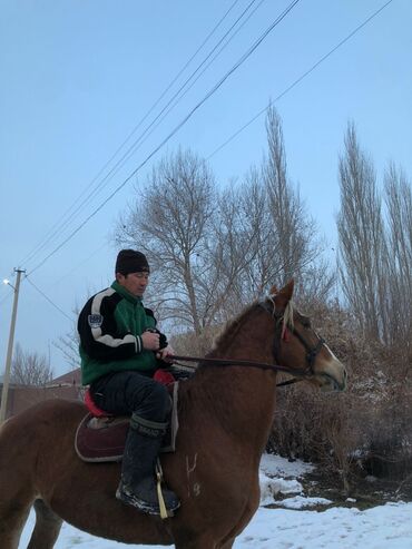 Лошади, кони: Продаю | Жеребец | Полукровка | Конный спорт