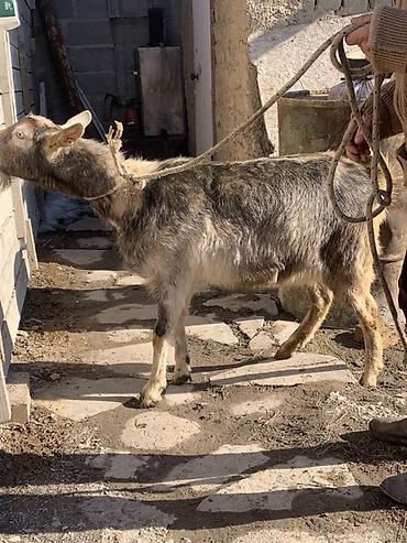 Козы, козлы: Продаю | Козёл (самец) | Для разведения at lalafo.kg — 2 Козы, козлы: Продаю | Козёл (самец) | Для разведения — 2