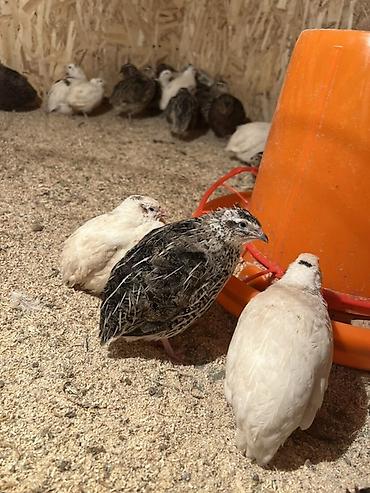 Другие с/х животные: Перепела разных окрасов для домашнего хозяйства Перепелки живые: 2х — 5