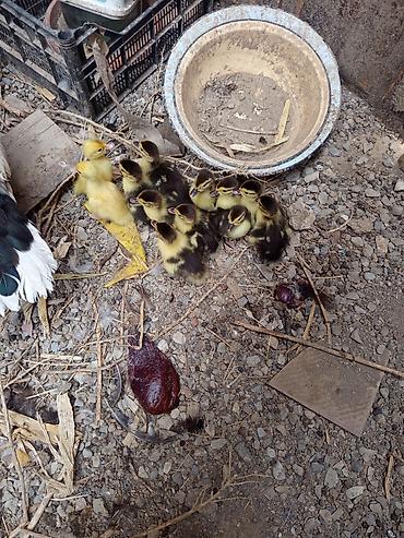 bakida cins ineklerin satisi: Salam. Lal ördək balaaları satılır tam sağlamdılar 12. dənədirlər — 4
