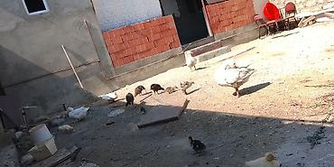 Qazlar: Qaz və ördək sürüsü satılır - Növ: ev quşları – ağ və boz qazlar, ağ — 4