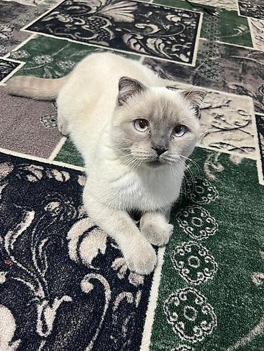кошки скотиш фолд: Скотиш Страйт (Шотландская прямоухая), 4 года, Мальчик, Приучена к лотку — 1