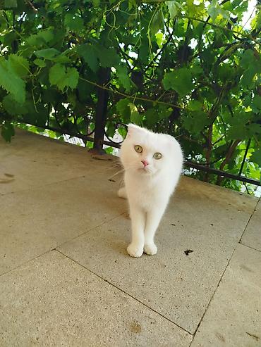 qatır: Şotland yastı qulaq, Dişi — 3