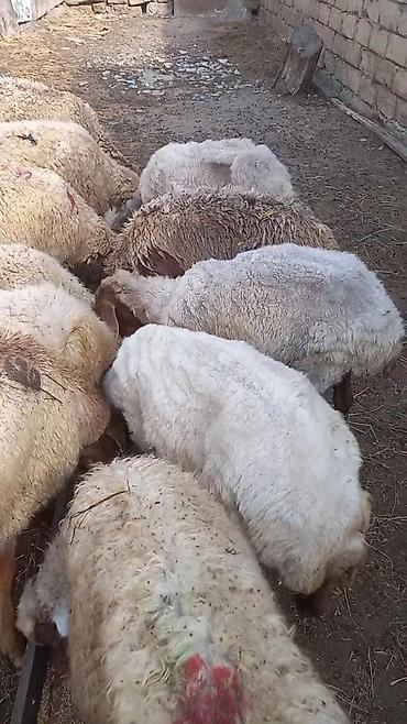 erkey qoyun: Salam tam saglam 16dene bogaz qoyun — 2