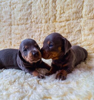 Psi: Jaze malog rasta oštenjene 23.08.2025.Uvezena genetika iz — 3