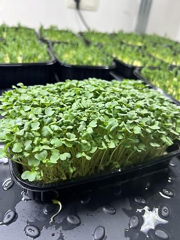 Микрозелень: Микрозелень в Бишкеке Горох подсолнечник, брокколи, горчица, редис — 7