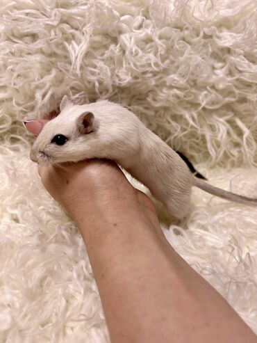 Хомяки: Продаются хомячки джунгарские, сирийские, ангорские пушистые хомячки — 17