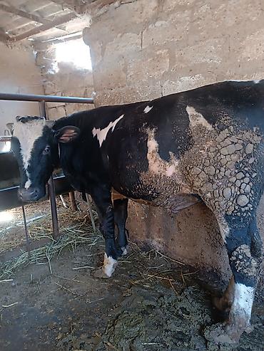 cins buzovların satışı: Razılaşma yolu ilə super danalardı — 2