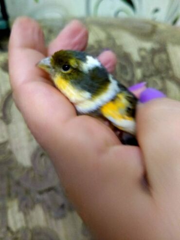 Bülbüllər: Salam. Bulbul satilir. 10 ayliqdi. Fevral ayinin qusudu. Oz qusumun -da lalafo.az — 2 Bülbüllər: Salam. Bulbul satilir. 10 ayliqdi. Fevral ayinin qusudu. Oz qusumun — 2