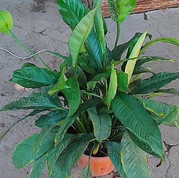 кесер сап: Комнатные/балконные растения в горшках — каланхоэ (Kalanchoe — 7