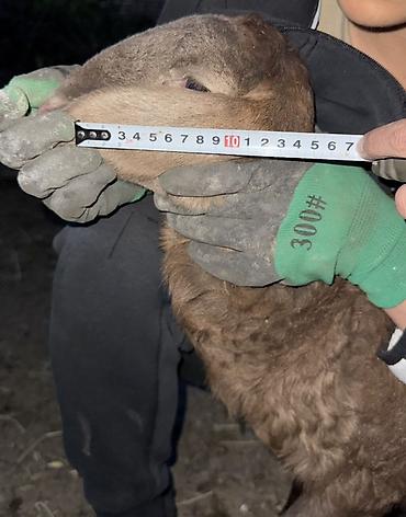 Баран, овца: Продаю | Овца (самка), Ягненок, Баран (самец) | Арашан | Для разведения — 13