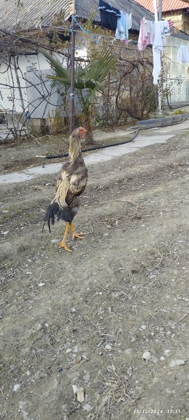 Коровы, быки: Петух, лет: 1, Самовывоз