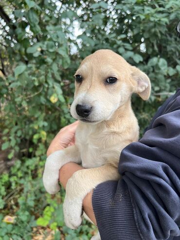 Отдам даром собаку: Собака даром: Дворняжка, 4 месяца, Самец — 11