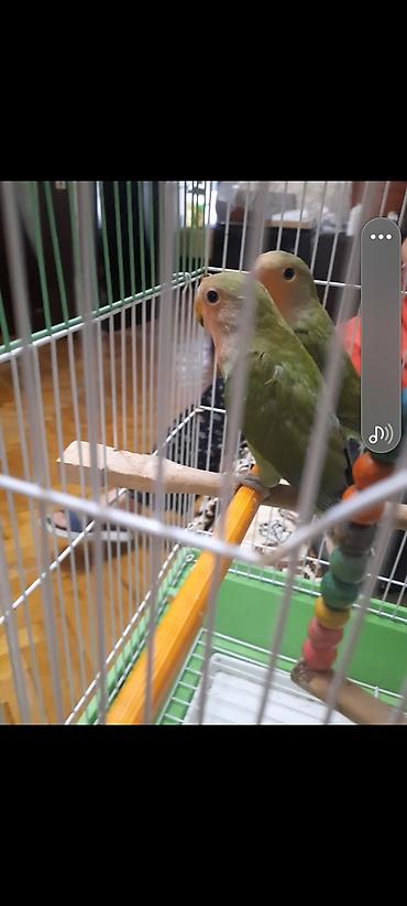 Попугаи: Növ: Sevgi papağanları (Agapornis) Say: 2 ədəd cüt Rəng: Açıq-yaşıl — 6