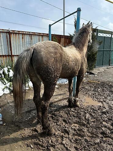 Продажа коттеджей и домов: Семиз Айгыр сатылат 2 асый — 3