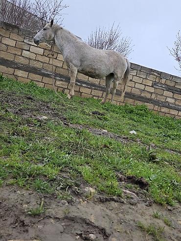 Atlar: Dişi, il: 7 — 22