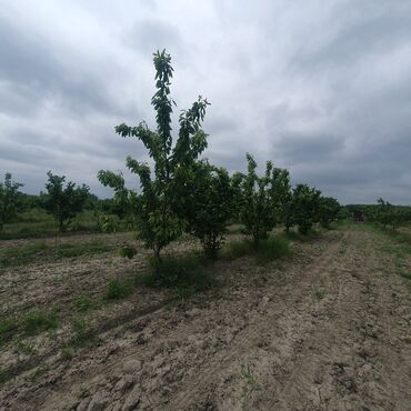 Torpaq sahələrinin satışı: 106 sot, Kənd təsərrüfatı, Mülkiyyətçi, Kupça (Çıxarış) — 16