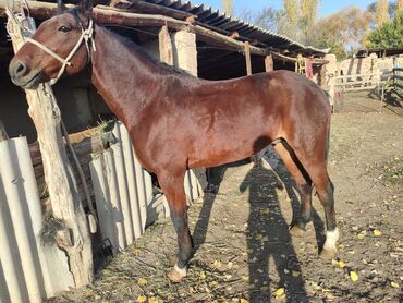 продажа домашних животных: Продаю | Жеребец | Полукровка | Конный спорт