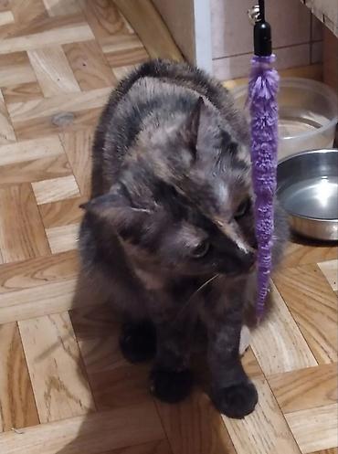 ласка: Друзья !! Очень ласковая и умная добрейшая .воспитанная кошечка 2х — 10