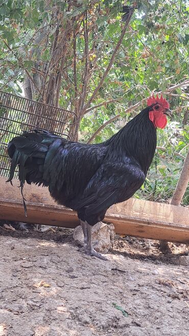 Xoruzlar: Xoruz, il: 1, Pulsuz çatdırılma — 4