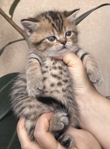 Pişiklər: Şotland — 1