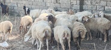 маленькие собаки в баку: Kom satılır
