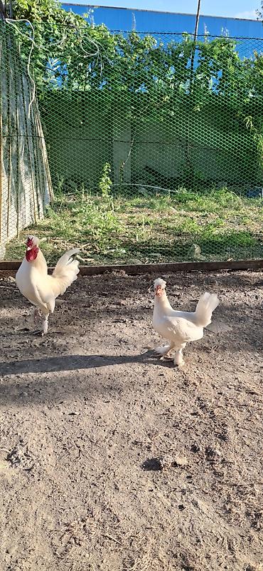 at satisi qiymetleri: Yaponklar cütü 50azn.sağlam cavan aktiv quşlardı — 2