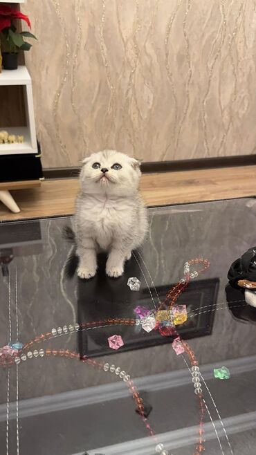 Pişiklər: Şotland yastı qulaq, Erkək, Dişi, Yaxşı əllərə, Ünvandan götürmə, Pulsuz çatdırılma, Ödənişli çatdırılma — 99