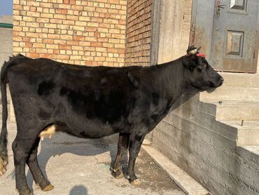 Коровы, быки: Продаю | Корова (самка) | Алатауская, Швицкая | Для разведения, Для молока — 10