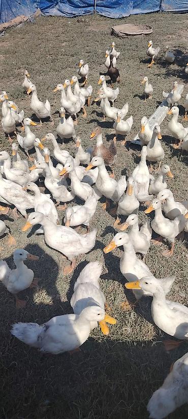 cücə və xoruz təmsil: Satışda: Ağ Pekin ördəkləri (sürü halında) Məhsul/təsvir: - Cins: Ağ — 1