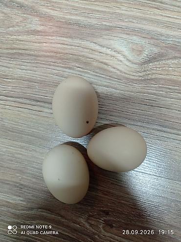 Yumurta: Təbii toyuq yumurtası heyet yutasi - Rəng: krem-açıq qəhvəyi tonlarda — 1