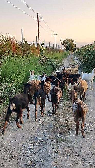 uzun tuk pişik: Dişi, il: 2, Damazlıq, Ünvandan götürmə — 8