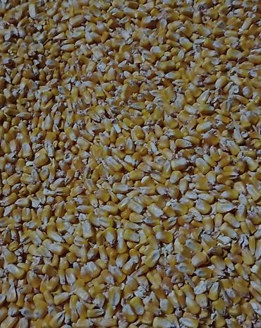 стол с регулируемой высотой бишкек: Продается кукуруза 🌽 сорт Ала-Тоо 4т сухой. цена 21 пшеница 10т. цена — 1