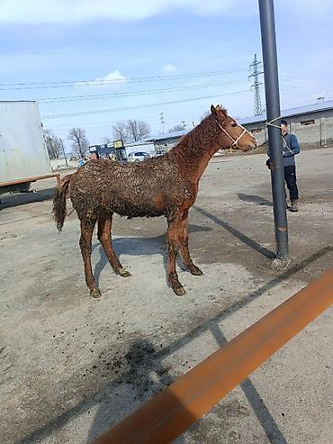 Лошади, кони: Продаю | Жеребенок | Рабочий — 10