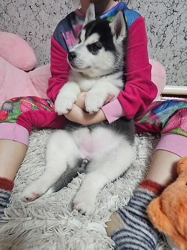 Продажа собак: Хаски, 1 месяц, Самка, С прививкой, С родословной at lalafo.kg — 7 Продажа собак: Хаски, 1 месяц, Самка, С прививкой, С родословной — 7