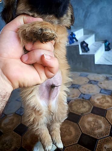 pitbul itləri: Pekines, 2 ay, Erkək, Peyvəndli, Ünvandan götürmə — 3