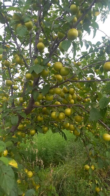 Torpaq sahələrinin satışı: 27 sot, Kənd təsərrüfatı, Mülkiyyətçi, Kupça (Çıxarış), Texniki pasport — 3