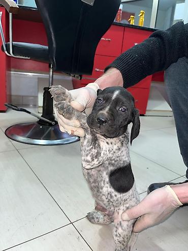 İtlər: Peyvəndli — 8