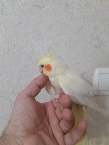 korella erkek: Tutuquşları