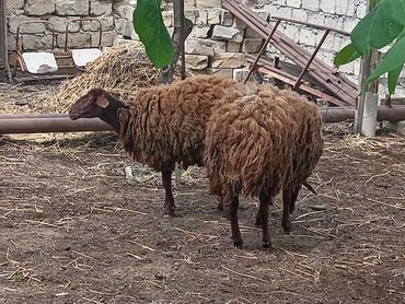 Qoyunlar, qoçlar: Dişi, Qala, il: 1, Damazlıq