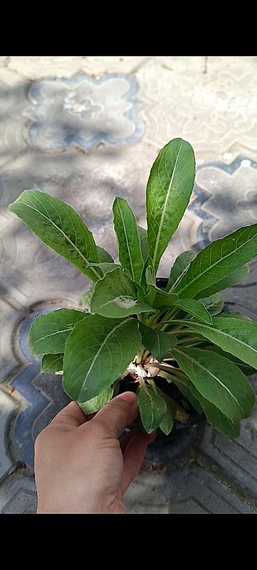 zolotoy us bitkisi: Otaq və balkon üçün saksı bitkiləri dəsti - Sansevieria (Qaynanadili) — 6