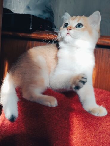 сколько стоит маленький котёнок: Британская, Самец, Самка, Самовывоз