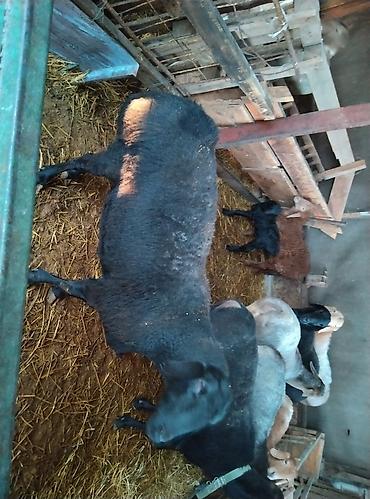 Баран, овца: Продаю | Овца (самка) | Для разведения | Племенные — 17