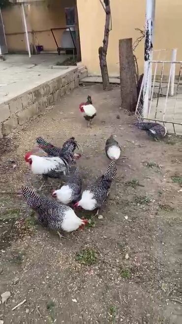 Quşlar: Brekel cücələri satilir damazliğ yox vatsapda yazin video atim boş