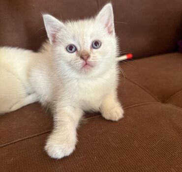 Pişiklər: Şotland, Dişi -da lalafo.az — 9 Pişiklər: Şotland, Dişi — 9